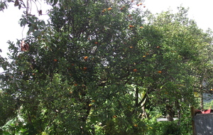 Pié mandarine